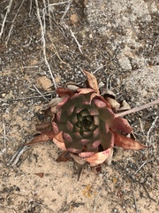 Dudleya ingens
