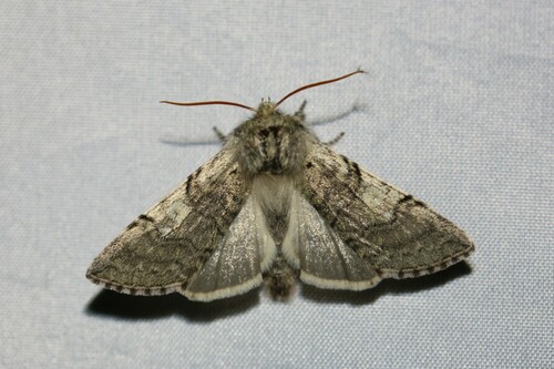 Achlya flavicornis