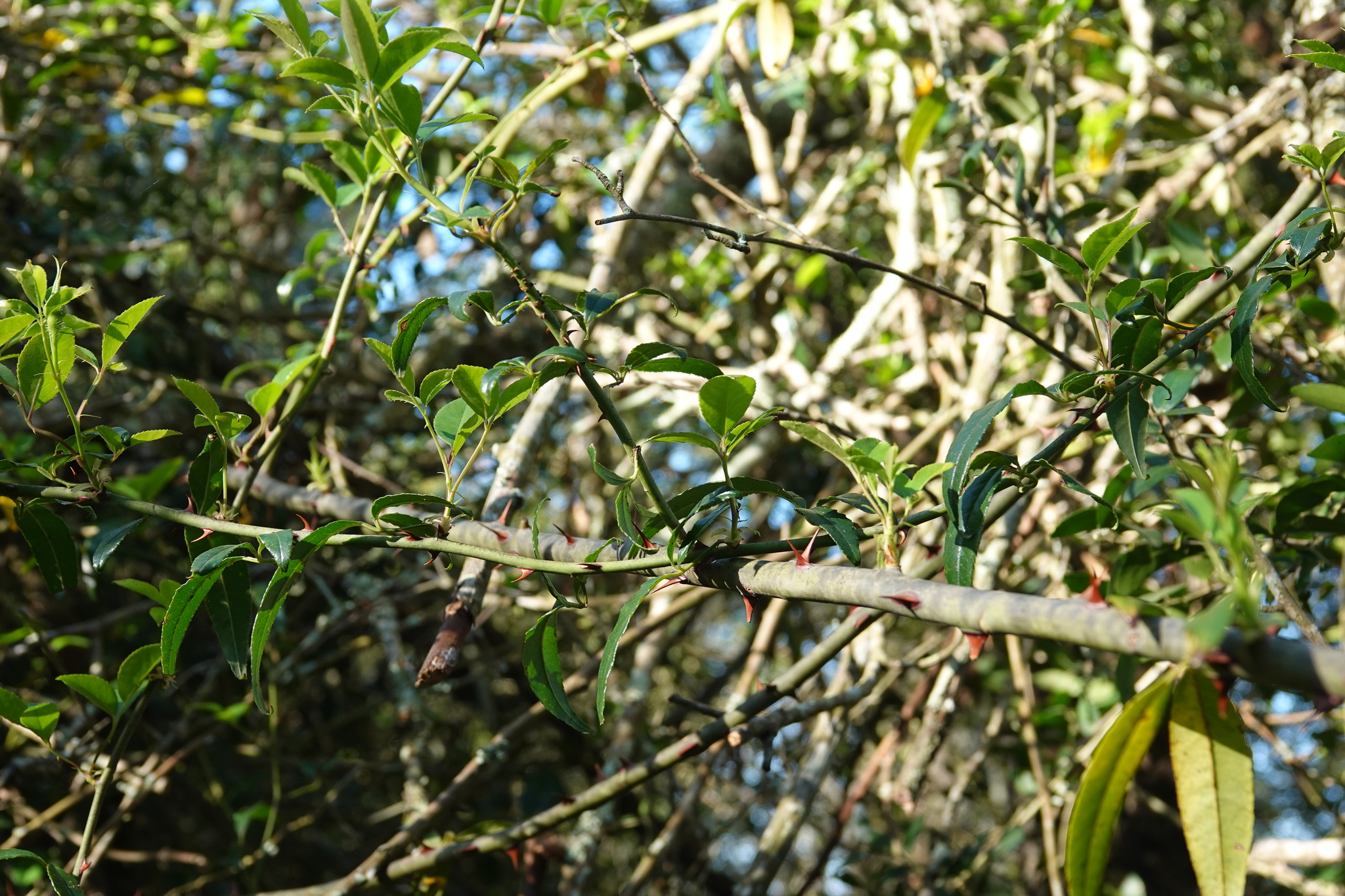 Imagem de Rosa-do-campo