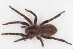 Mituliodon tarantulinus