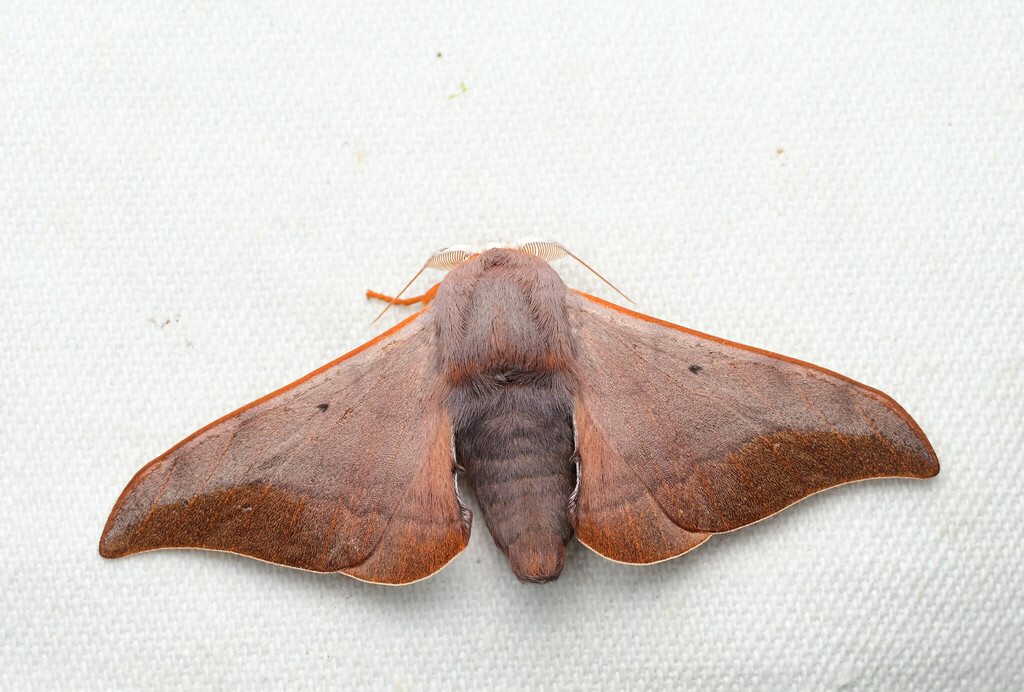 Comparmustilia gerontica