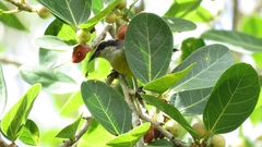 Coereba flaveola caboti