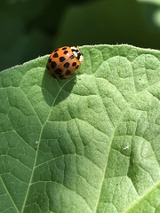 Harmonia axyridis