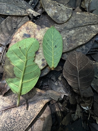 Velvet fig (Ficus velutina)
