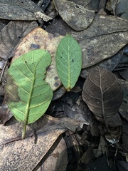 Ficus velutina, photograph (c) Nicolás Baresch Uribe, some rights reserved (CC BY)