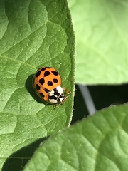 Harmonia axyridis