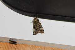 Anaplectoides prasina