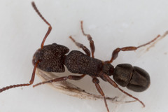 Rhytidoponera tasmaniensis