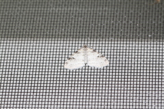 Lobophora nivigerata