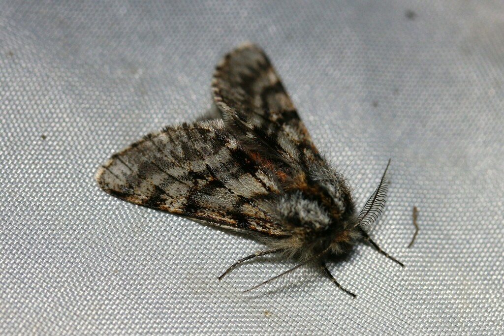 Lycia pomonaria