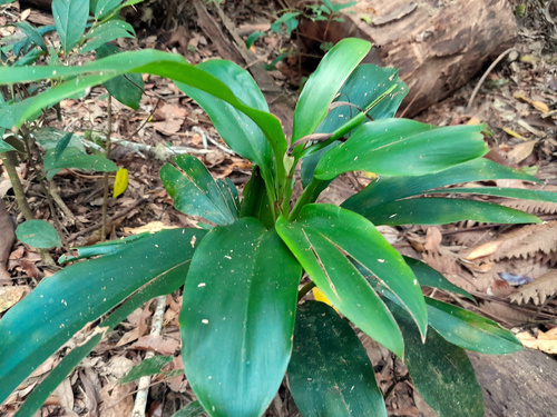 Cordyline murchisoniae (Cordyline murchisoniae)