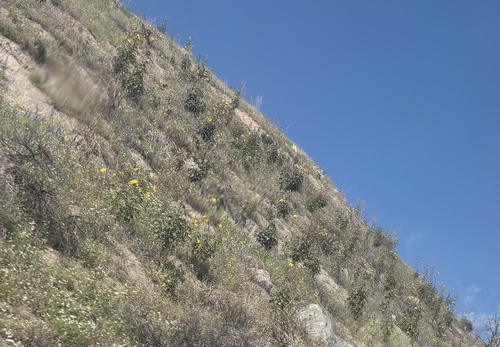 Winter’s Sunflower (Helianthus winteri)