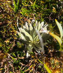 Celmisia saxifraga, photograph (c) Alex Stuart, some rights reserved (CC BY)