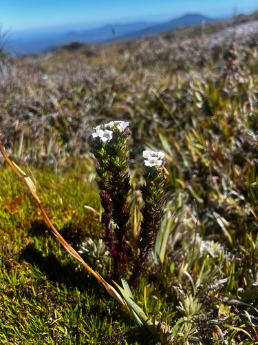 Euphrasia hookeri (Euphrasia hookeri)