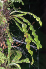 Notogrammitis pseudociliata