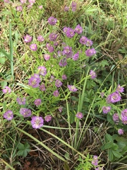 Polygala sanguinea