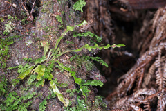 Notogrammitis pseudociliata