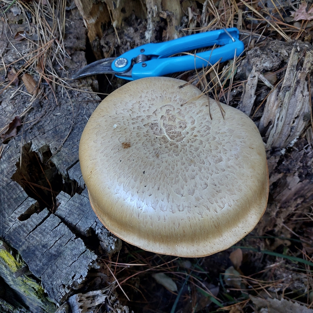 Neolentinus lepideus · March 2025 · photo: © nigel_charman (iNaturalist, cc-by-nc)