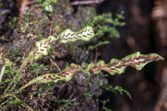 Notogrammitis pseudociliata