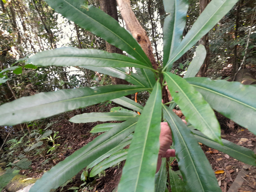 Cassowary Plum (Cerbera inflata)