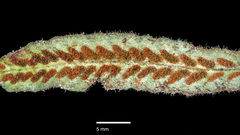 Notogrammitis pseudociliata