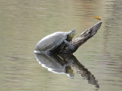 Kinosternon hirtipes murrayi