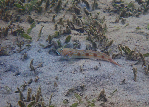 Spotfin goby (Oxyurichthys stigmalophius) — Gobiidae — 5