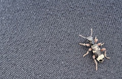 Thanasimus undatulus