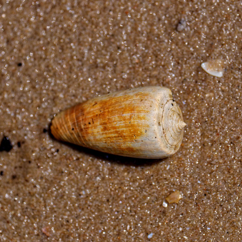Conus radiatus observed 2025-02-11