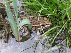 Lithobates magnaocularis