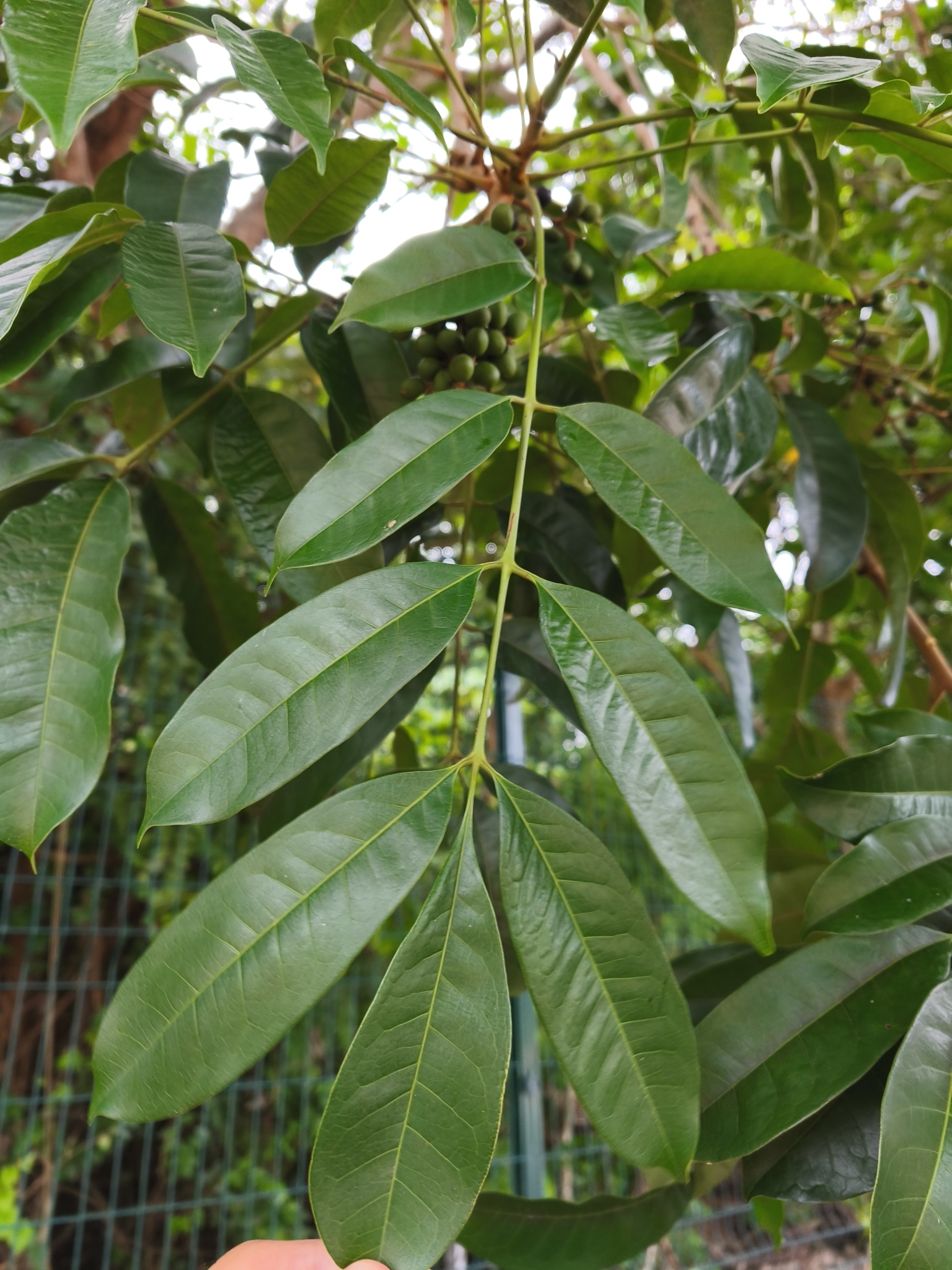 Imagem de Pau-pombo