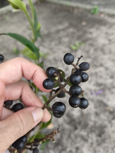 Foto de Pau-pombo
