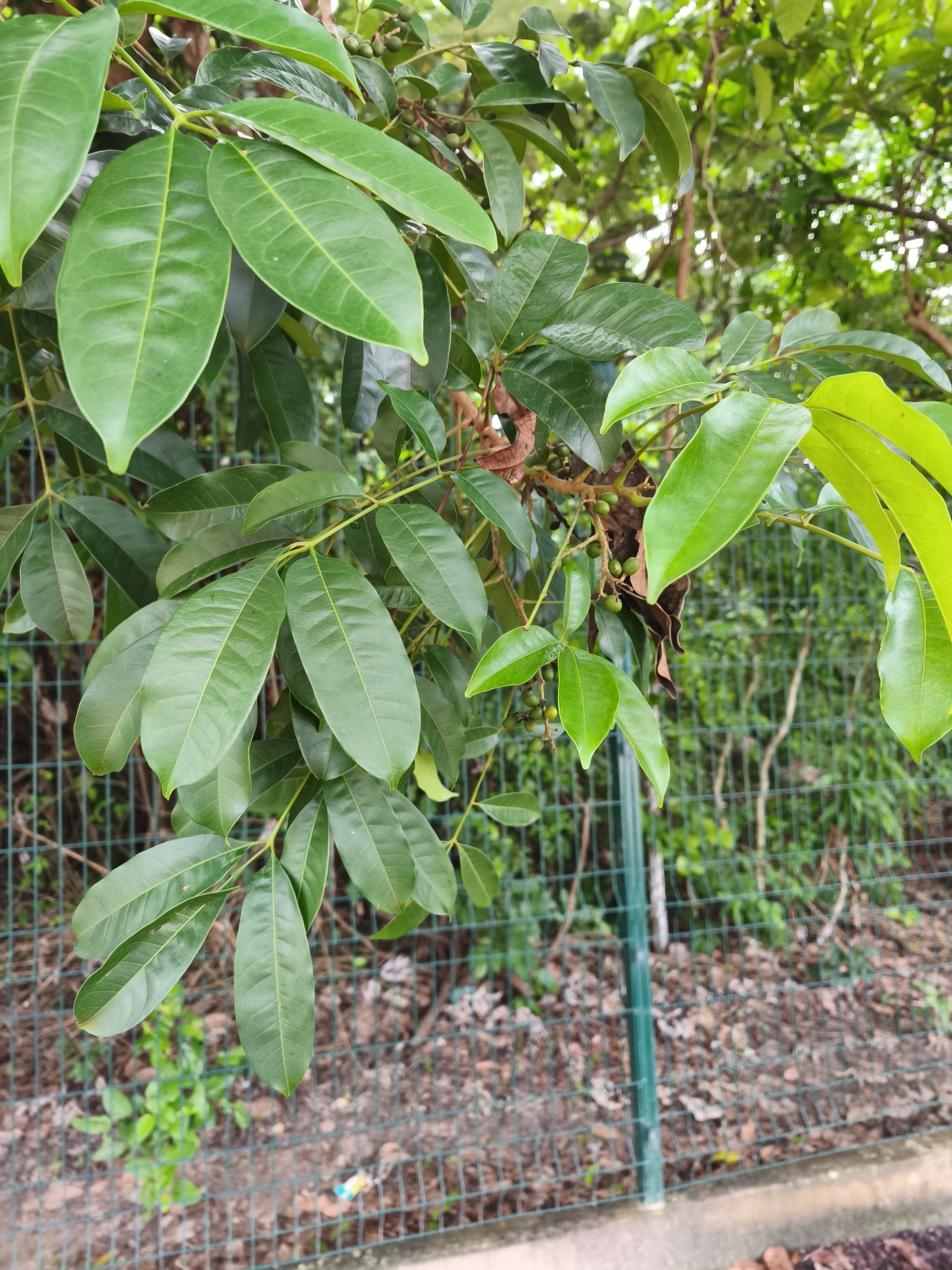 Imagem de Pau-pombo
