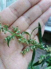 Artemisia vulgaris