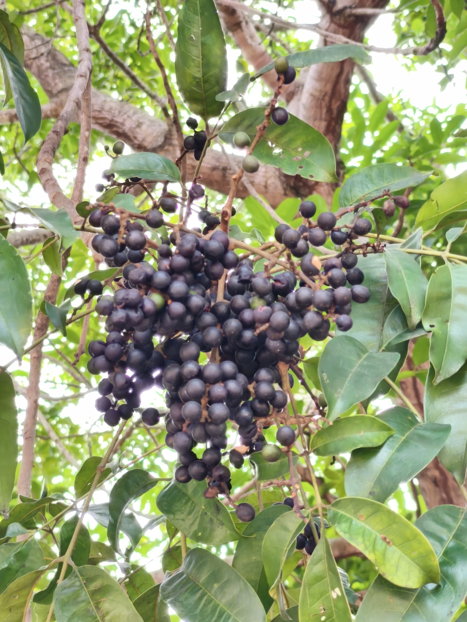 Imagem de Pau-pombo