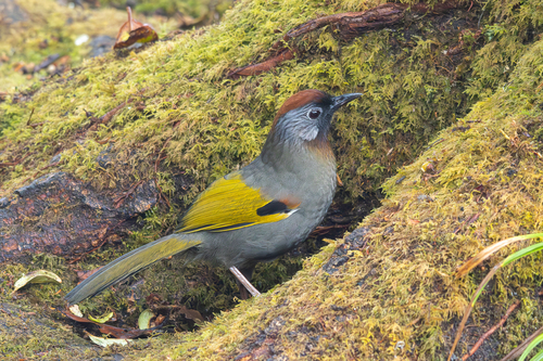 Silver-eared Laughingthrush (Trochalopteron melanostigma), photo 6