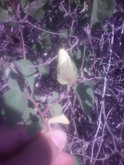 Gossypium davidsonii