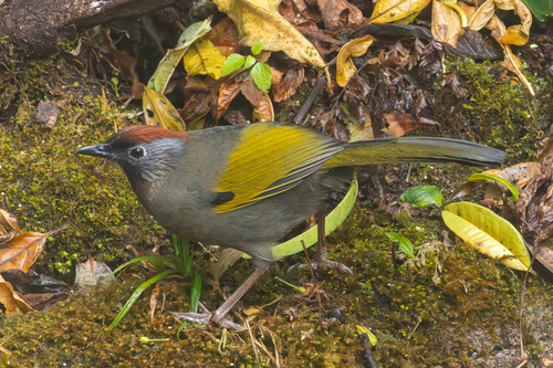 Silver-eared Laughingthrush (Trochalopteron melanostigma), photo 7