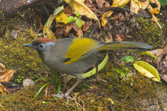 Silver-Eared Laughingthrush photo 2