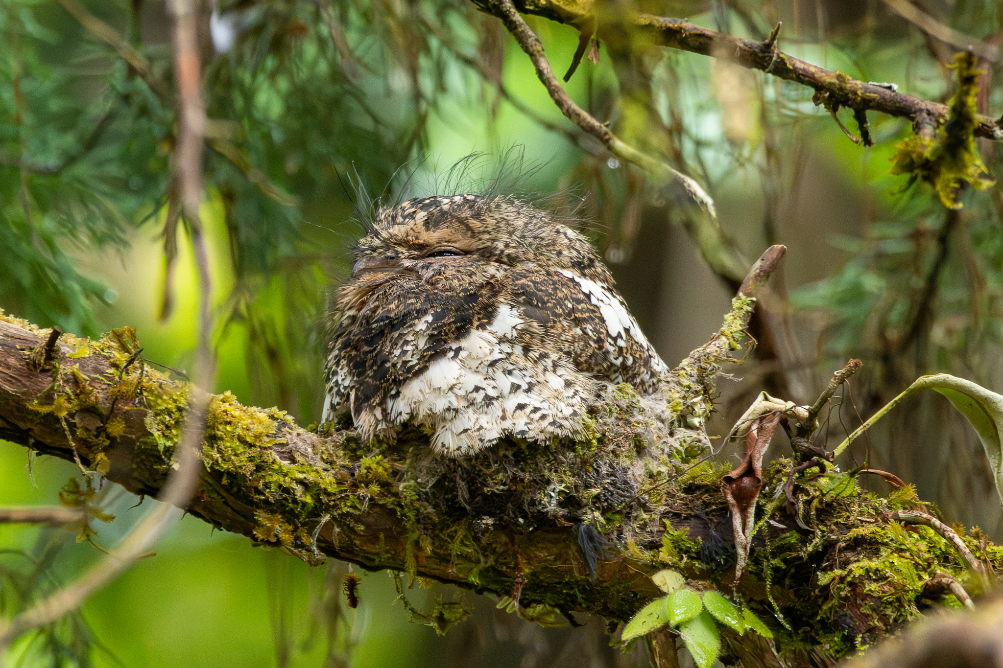 Hodgson's Frogmouth (Batrachostomus hodgsoni)