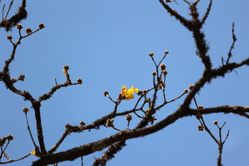 Image of Handroanthus ochraceus by (c) Andrea Gantzer, some rights reserved (CC BY)