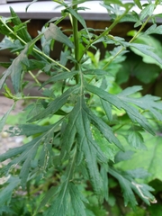 Artemisia vulgaris