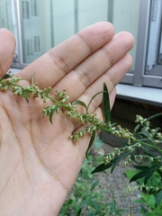 Artemisia vulgaris