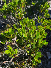 Eucalyptus vernicosa, photograph (c) Alex Stuart, some rights reserved (CC BY)