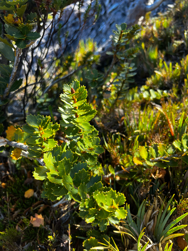 toothed orites (Orites milliganii)