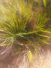 Chamaerops humilis