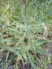 Cirsium tymphaeum