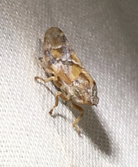 Aphrophora permutata