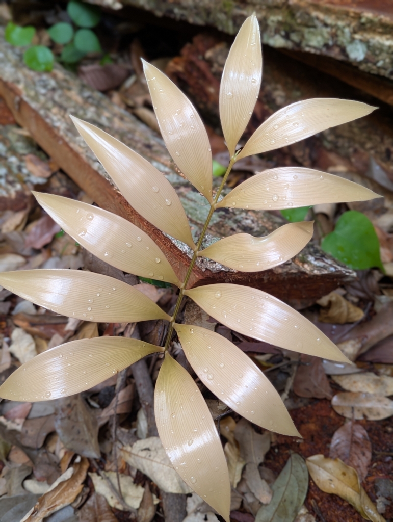 Zamia melanorrhachis