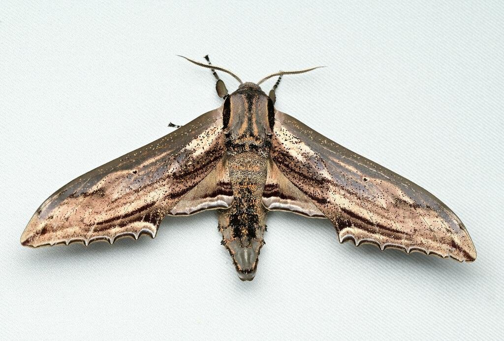 Langiinae